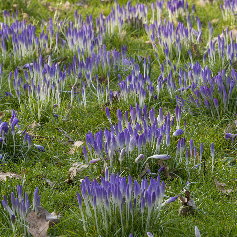 Crocus tommasinianus 5/+ , à 100