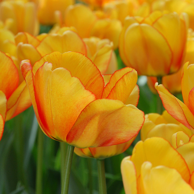 Tulipa Blushing Apeldoorn® 12/14 , à 50