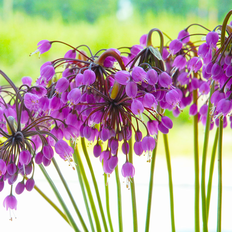 Allium cernuum I , 