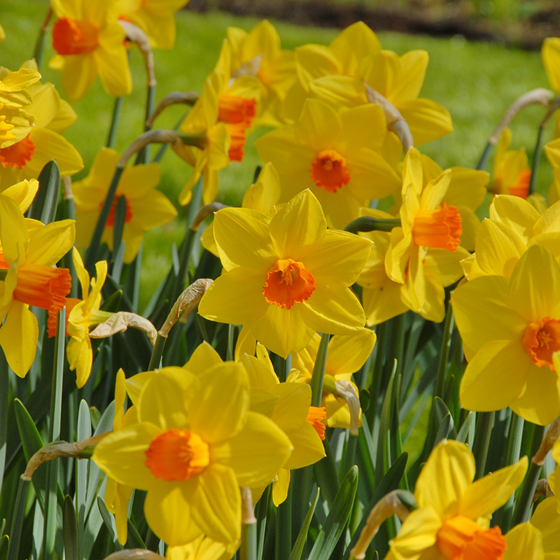 Narcissus Brackenhurst sp14/16 , 