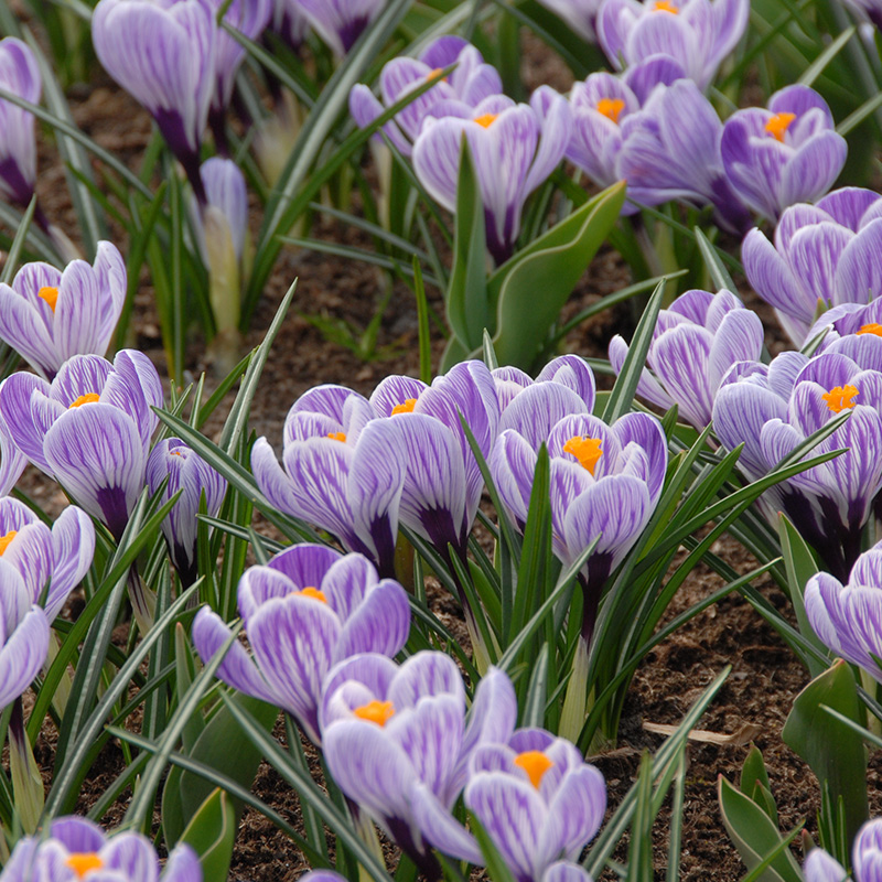 Crocus Pickwick 7/8 , à 100