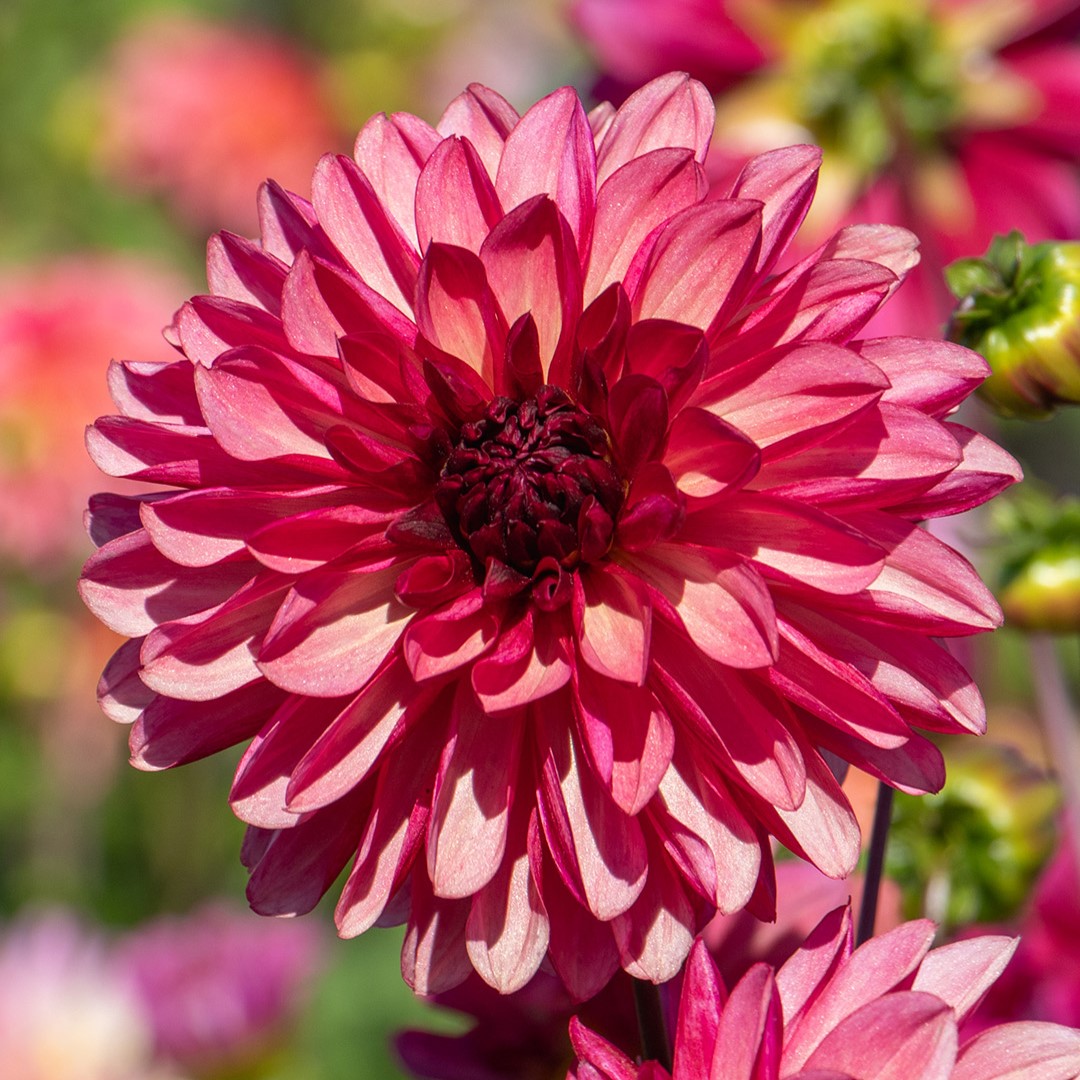 Dahlia Bacardi I , à 5