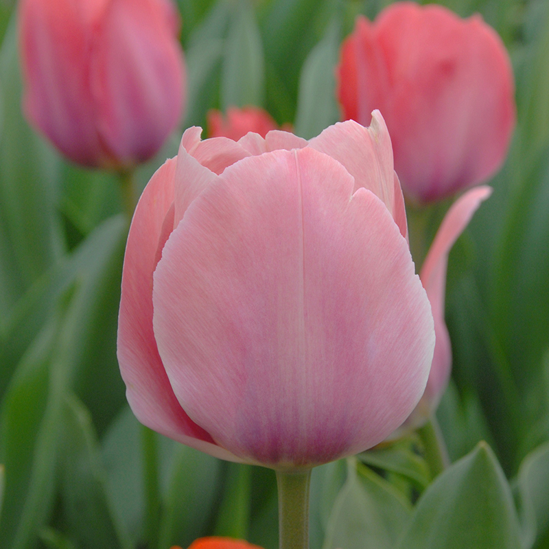 Tulipa Mystic van Eijk