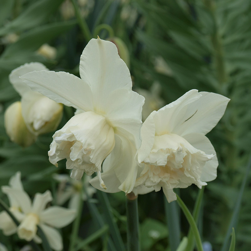 Narcissus White Marvel z14/16 , à 50