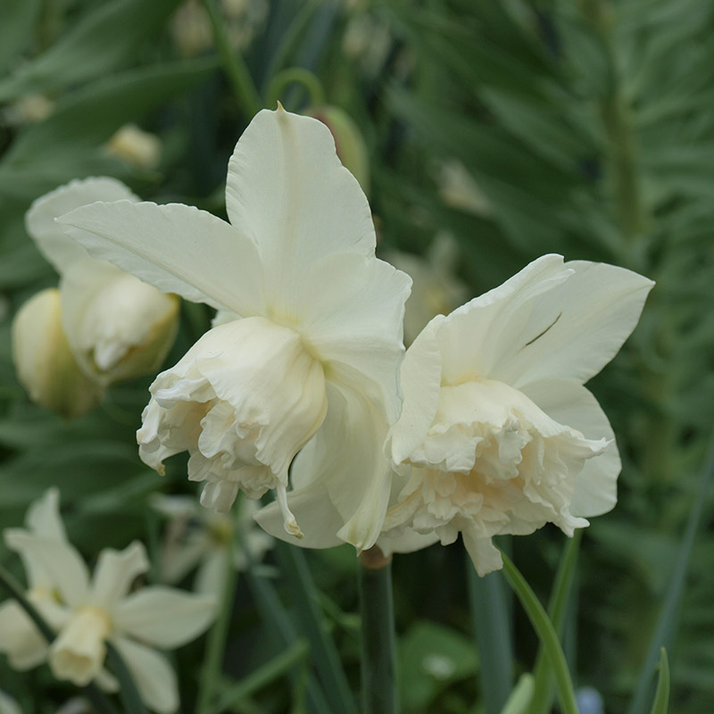 Narcissus White Marvel z14/16 , 