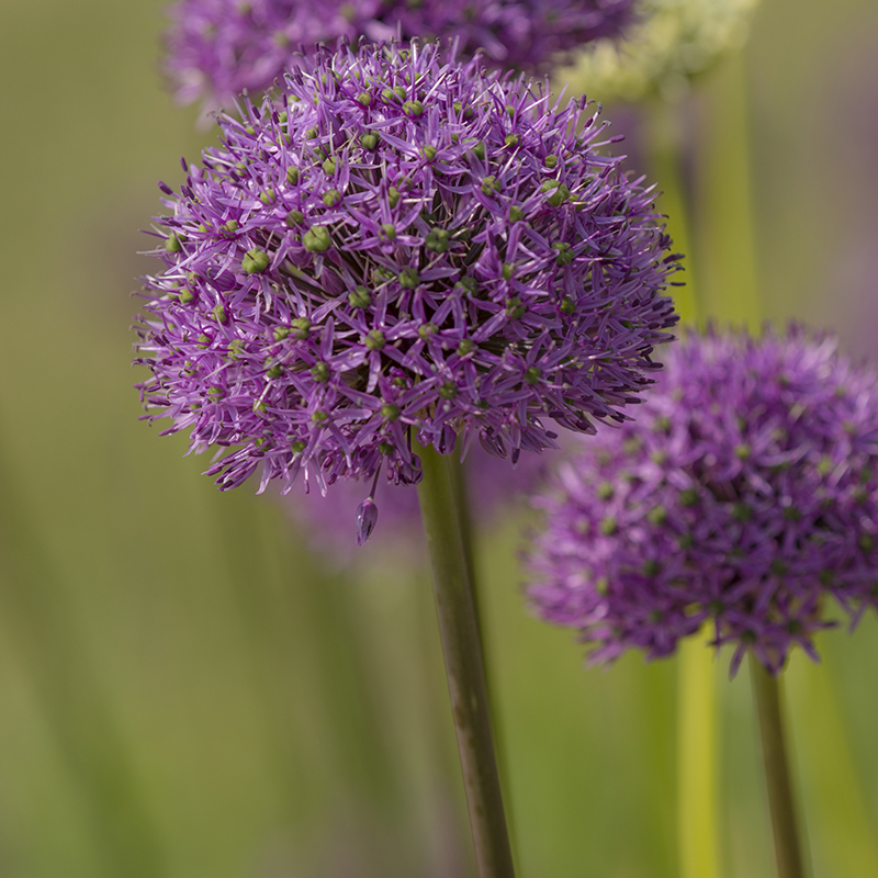 Allium Gladiator 20/+ , à 10