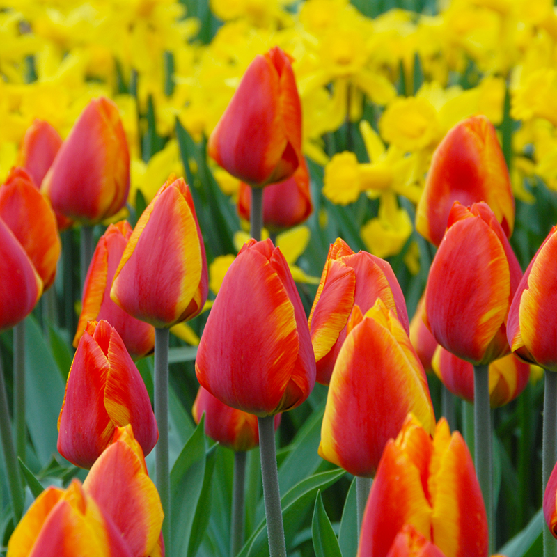 Tulipa Flair 12/14 , 