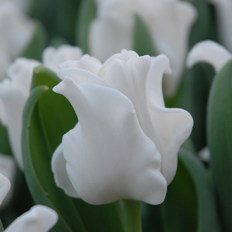 Tulipa White Liberstar® 12/14 , à 50