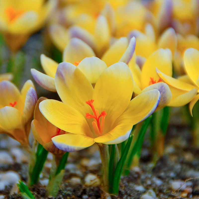 Crocus chrysanthus Advance 5/+ , à 100