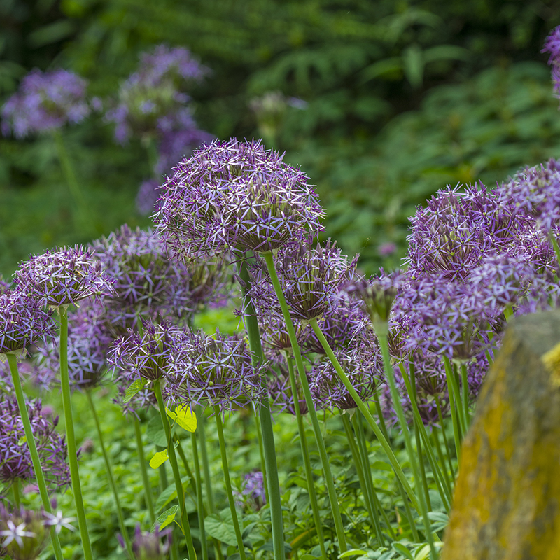 Allium cristophii 12/14 , à 25