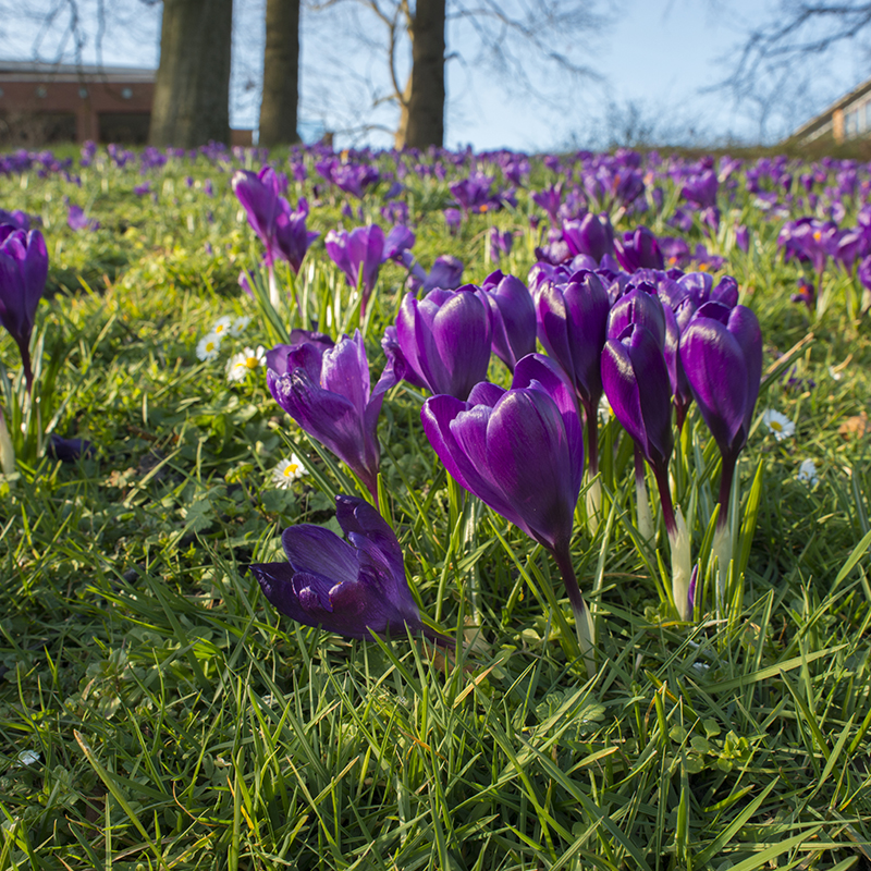 Crocus Flower Record 9/10 , 