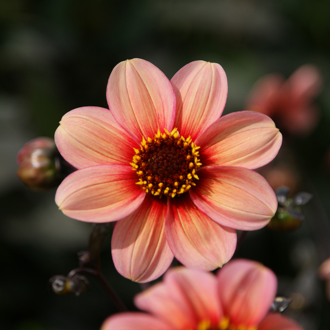 Dahlia HS Kiss I , à 5  