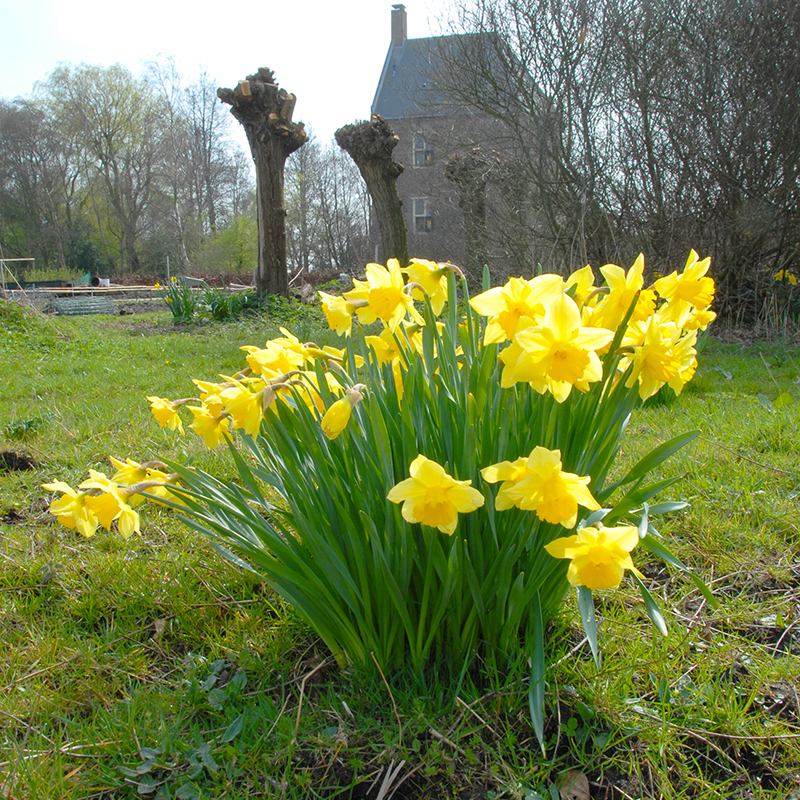 Narcissus Carlton sp14/16 , 