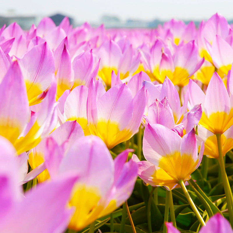 Tulipa bakeri Lilac Wonder 6/+ , à 50