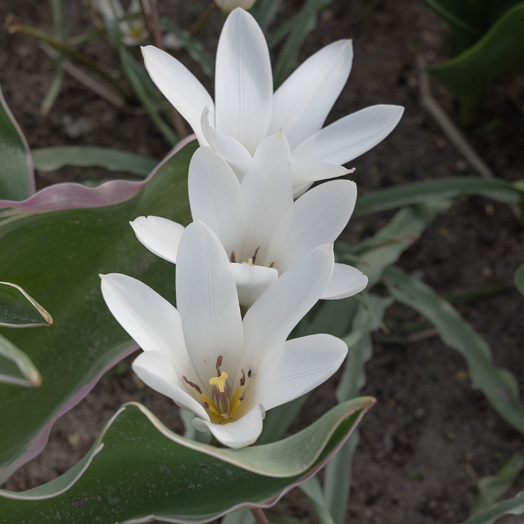 Tulipa clusiana Sylvia 6/+ , à 50