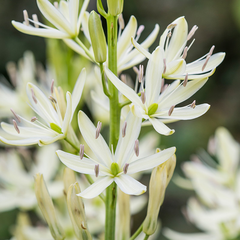 Camassia leichtlinii Alba 14/16 , à 25