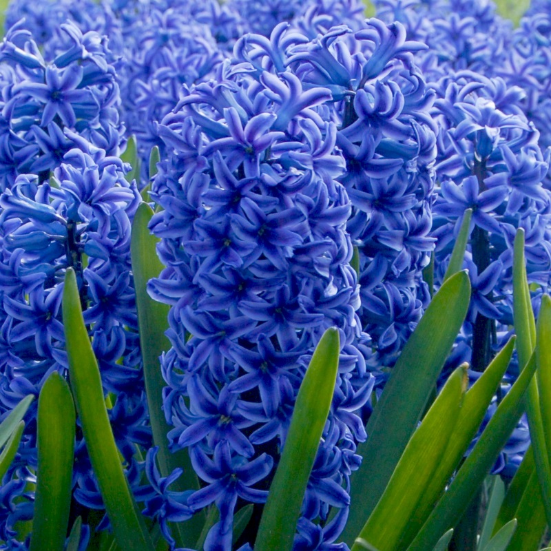 Hyacinthus Blue Jacket 16/17 , à 50