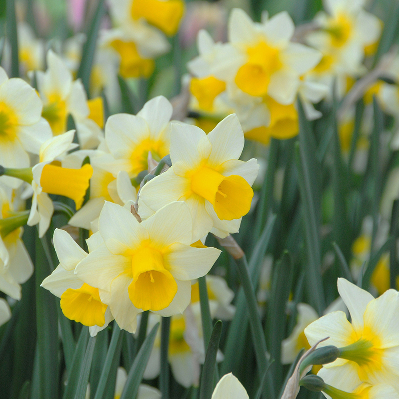 Narcissus Golden Echo z14/+ , à 50 Narcissus Golden Echo z14/+ , à 50