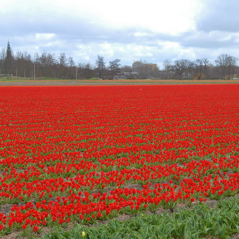 Tulipa Showwinner 12/14 , à 50