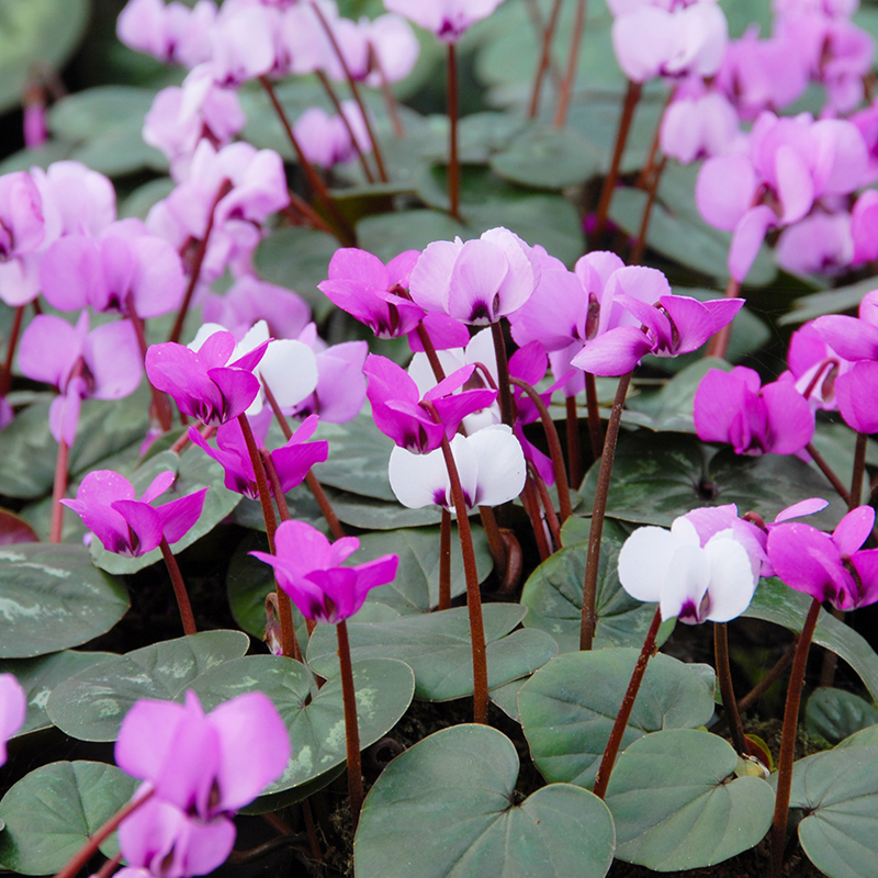 Cyclamen coum hybrids 13/15 , à 10