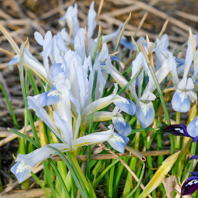 Iris reticulata Frozen Planet 6/+ , à 100
