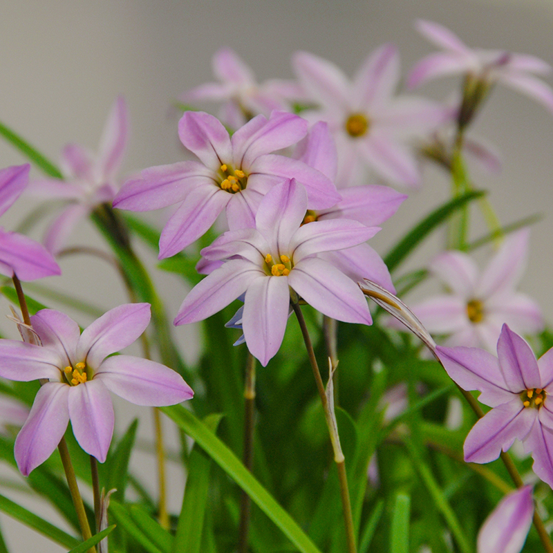 Ipheion Charlotte Bishop