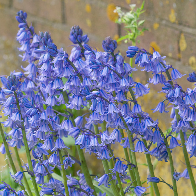 Hyacinthoides hispanica Excelsior 8/10 , 