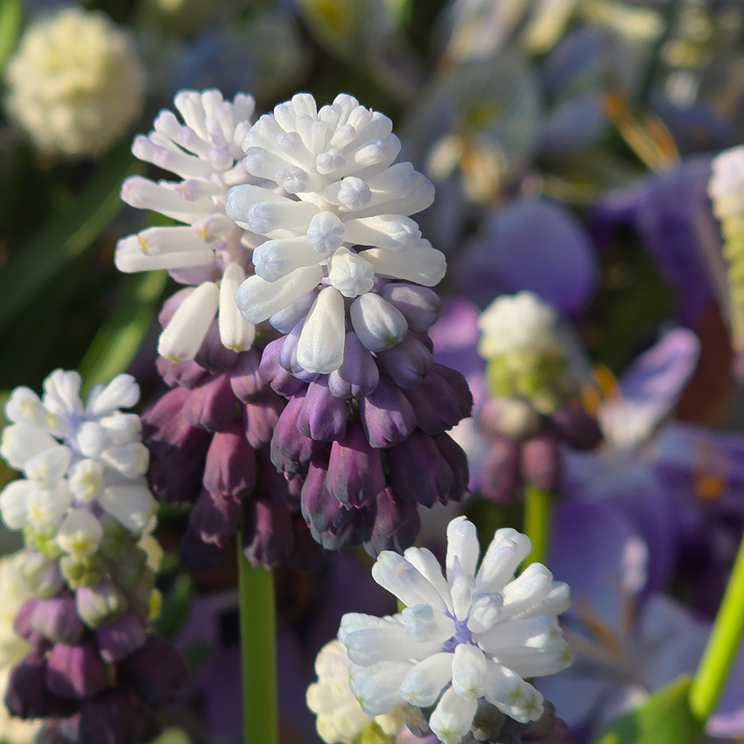 Muscari latifolium Grape Ice® 6/+ , à 100