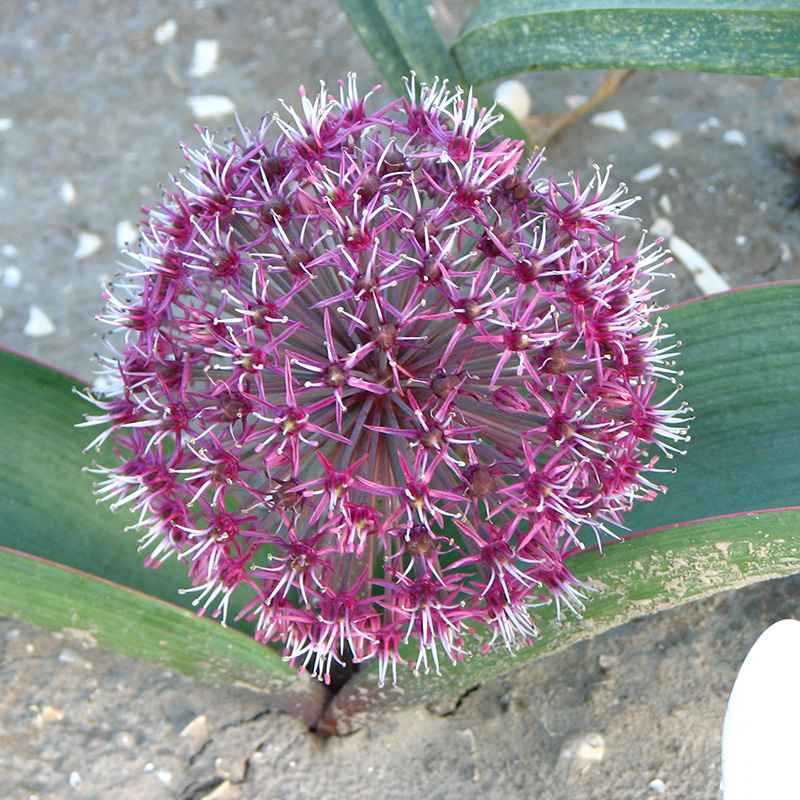 Allium karataviense Red Giant Star