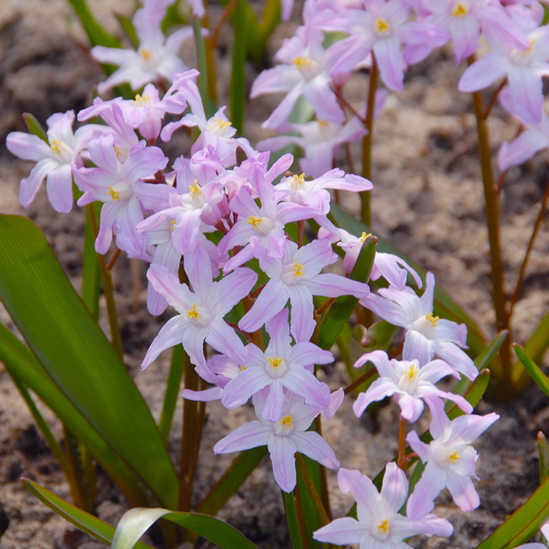 Chionodoxa forbesii Pink Giant 5/+ , 