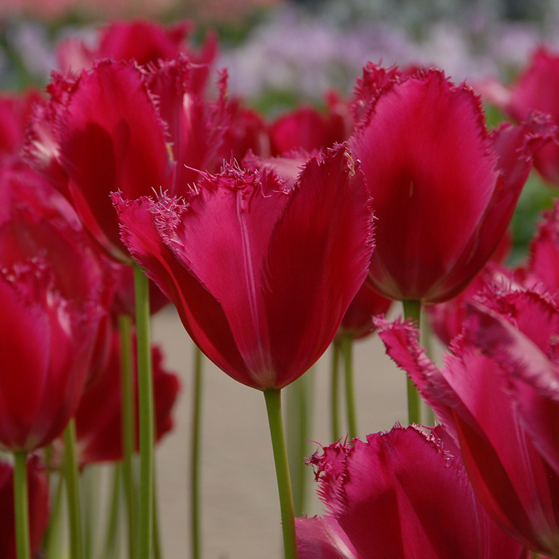 Tulipa Burgundy Lace