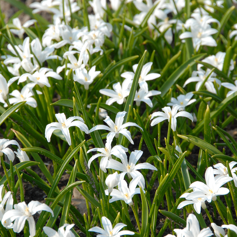 Chionodoxa luciliae Alba 5/6 , à 100