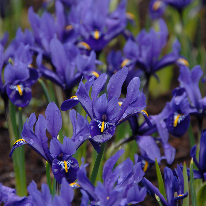 Iris reticulata Pixie® 6/+ , à 100