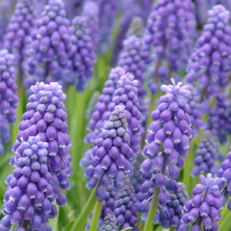 Muscari armeniacum 9/10 , à 100