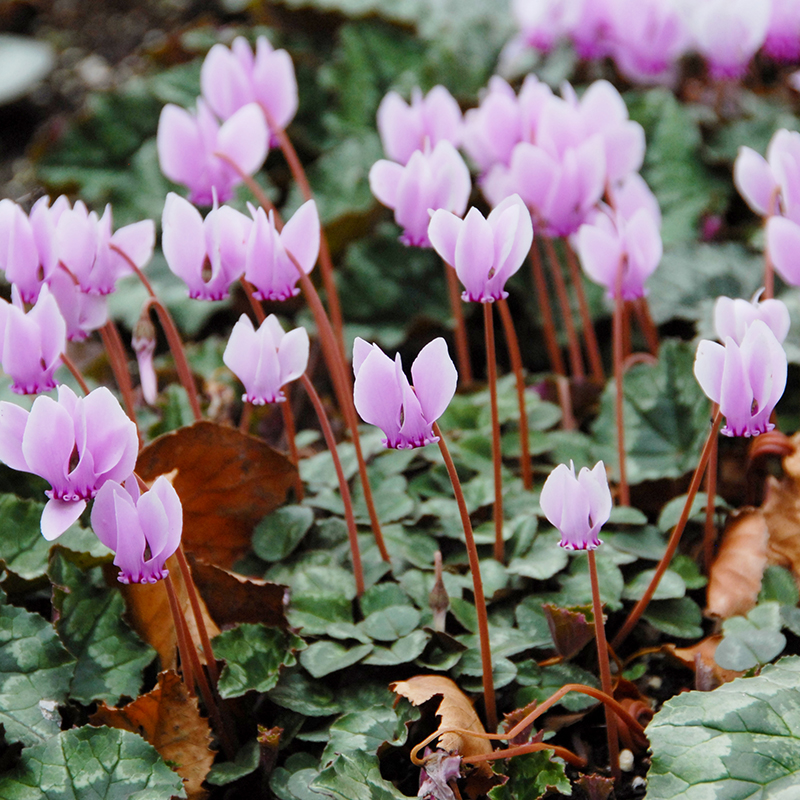 Cyclamen hederifolium 20/25 , 