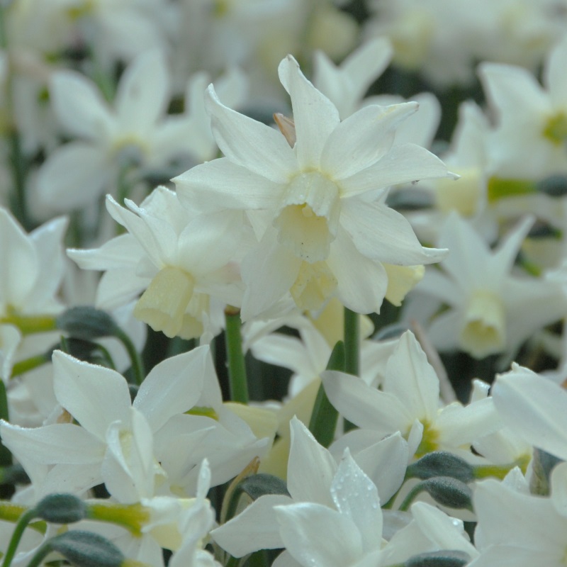 Narcissus Toto z10/+ , à 50 Narcissus Toto z10/+ , à 50