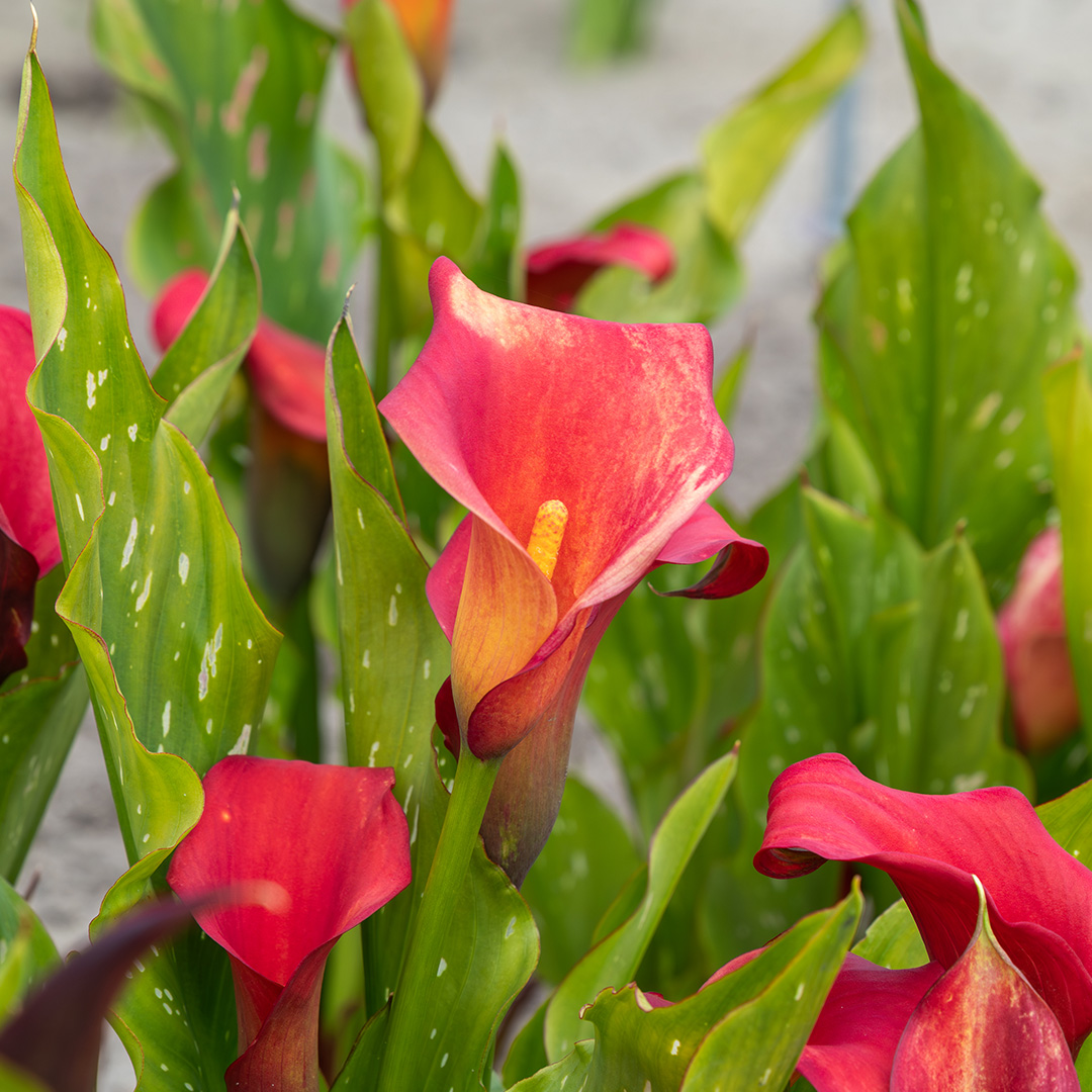 Zantedeschia Bloody Mary® 14/+ , à 10
