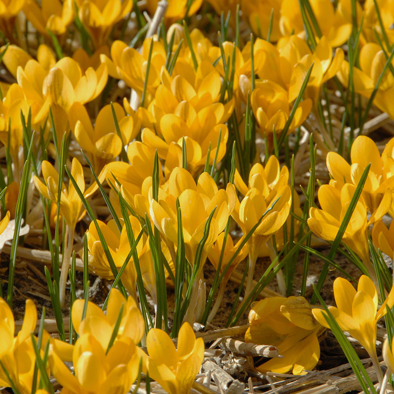 Crocus chrysanthus Dorothy 5/+ , 