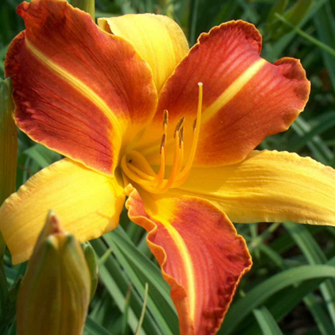 Hemerocallis Frans Hals I , à 10