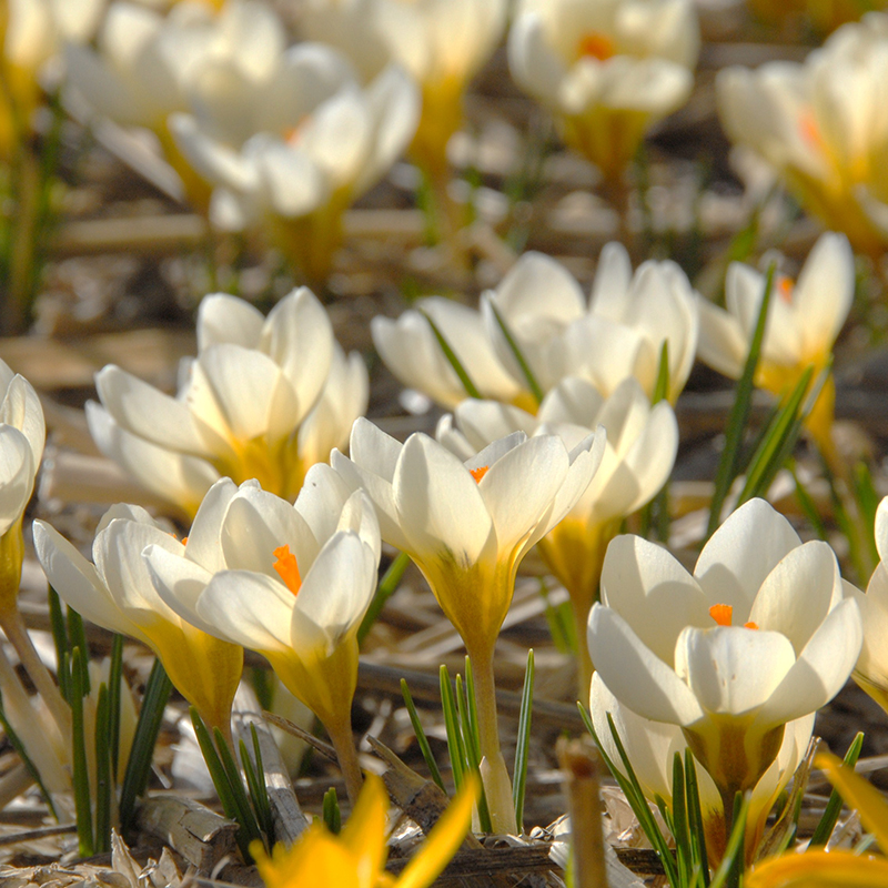 Crocus chrysanthus Cream Beauty 5/+ , 