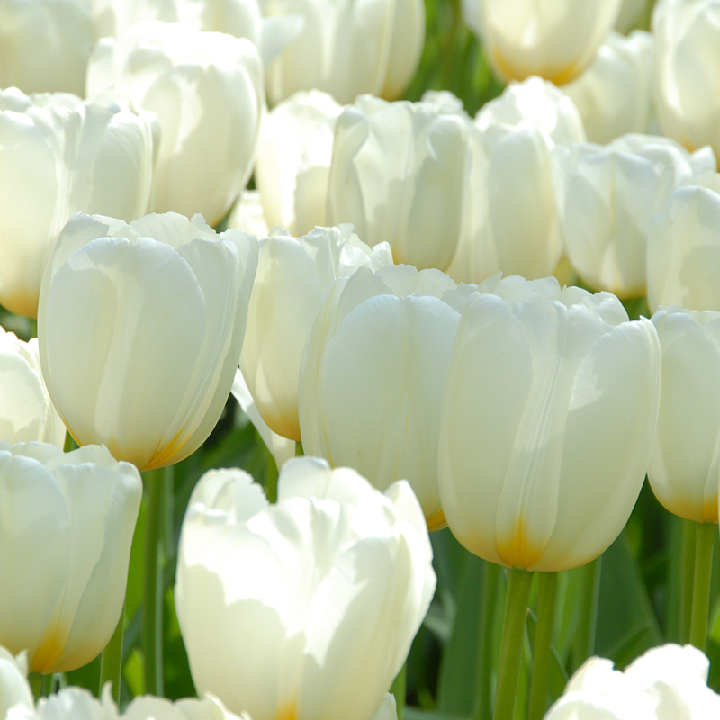 Tulipa Pays Bas® 12/+ , à 50