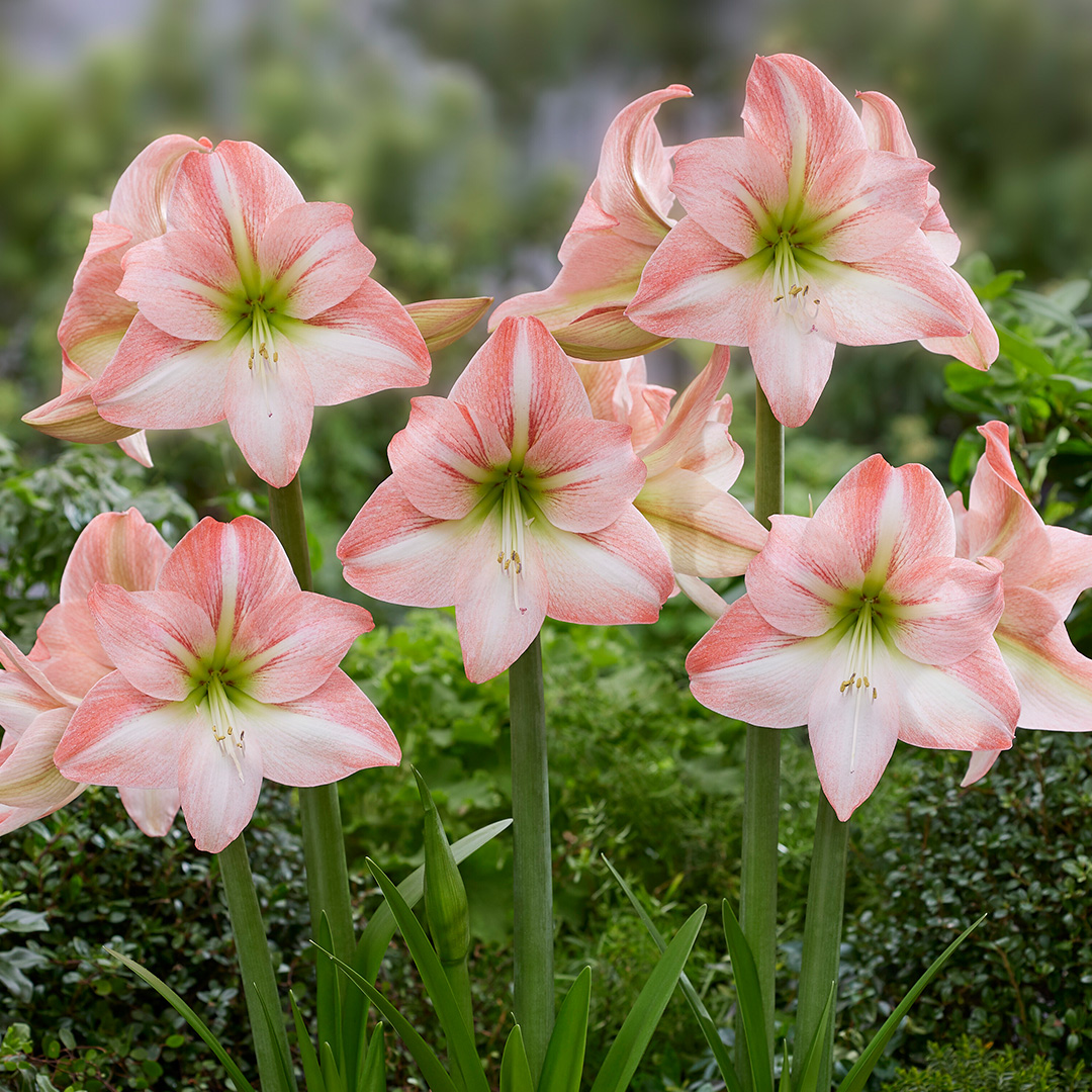 Hippeastrum Fay® 24/26 , à 5