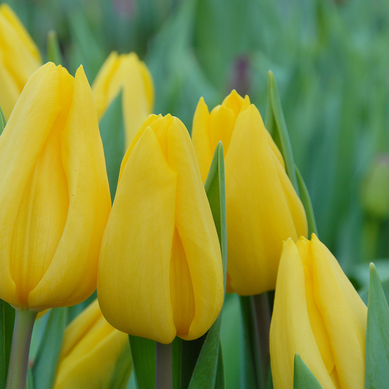 Tulipa Strong Gold 12/14 , 