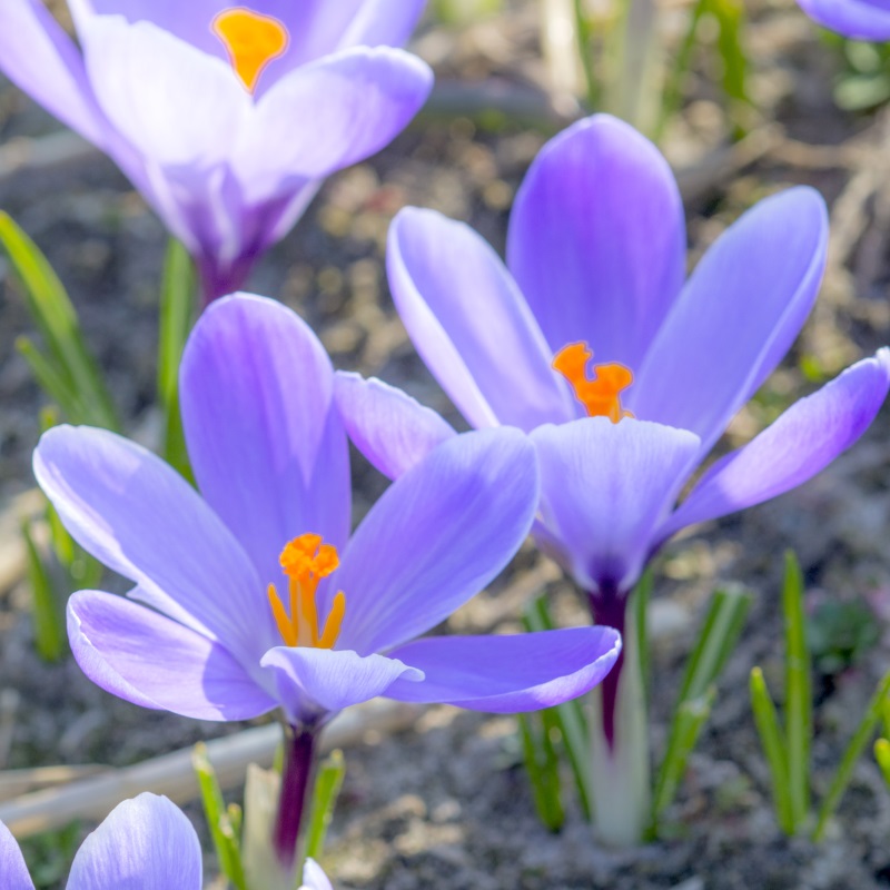 Crocus Grand Maître 9/10 , à 100