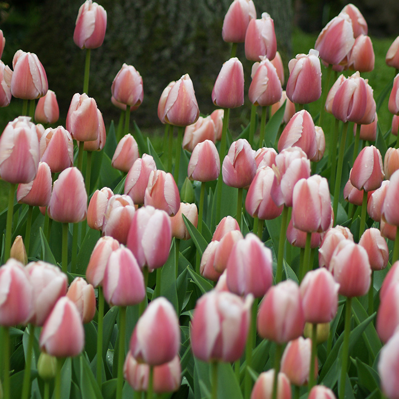 Tulipa Ollioules 12/14 , à 50