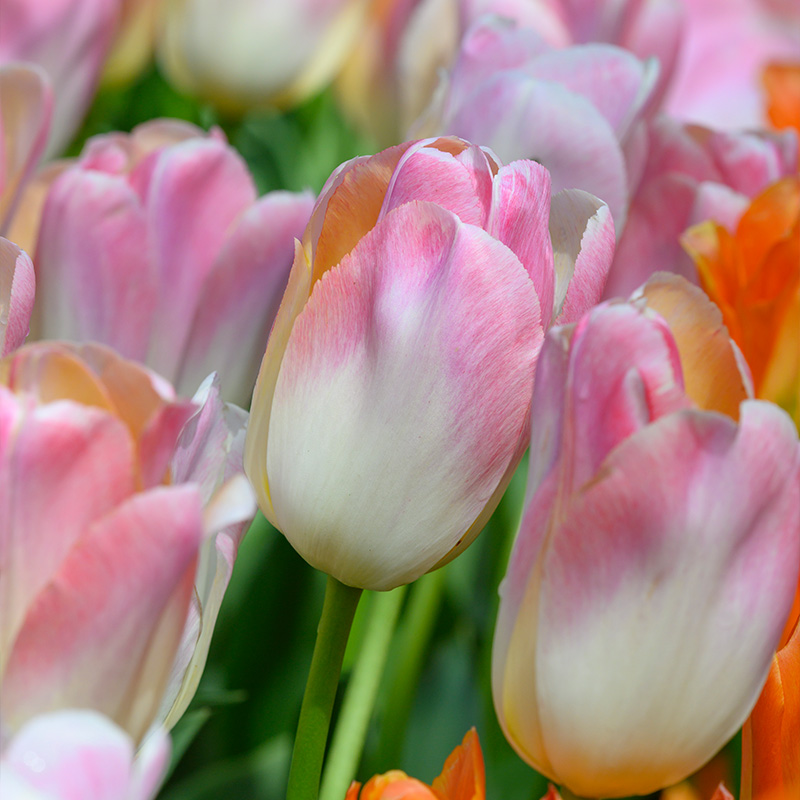 Tulipa Kunyun® 12/+ , à 50