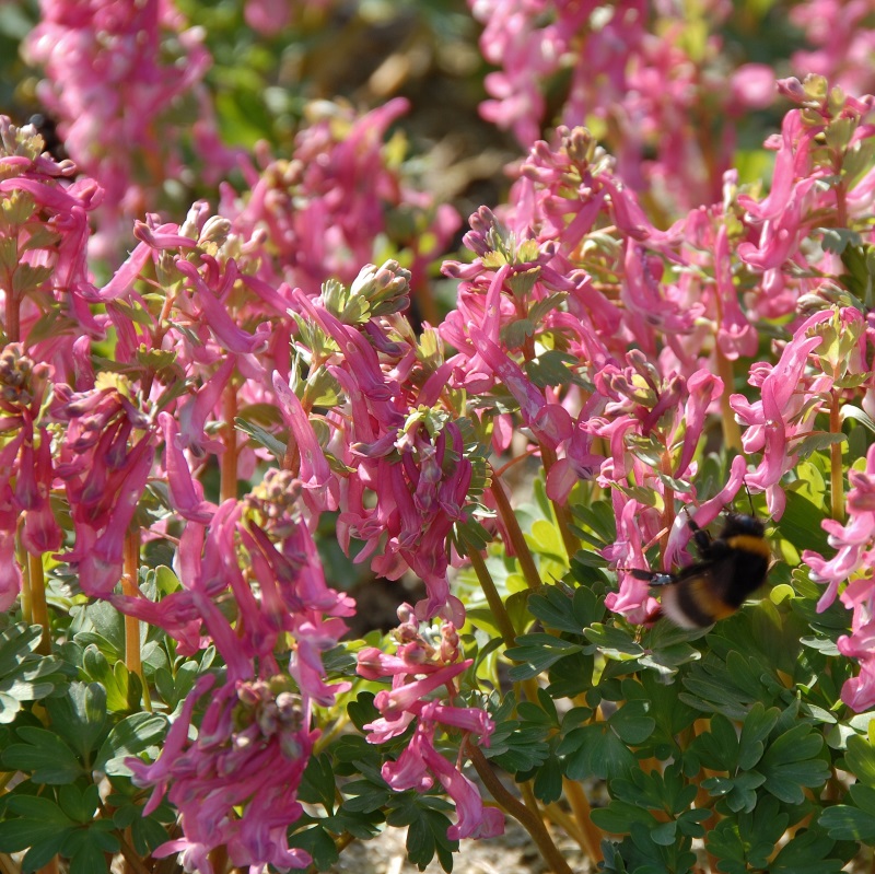 Corydalis Beth Evans® 5/6 , à 100