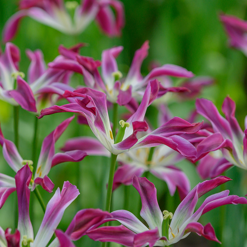 Tulipa Purple Dance 12/14 , à 50