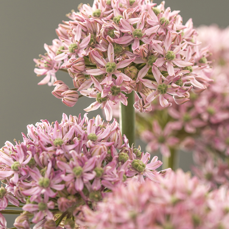 Allium Pink Jewel 10/+ , 