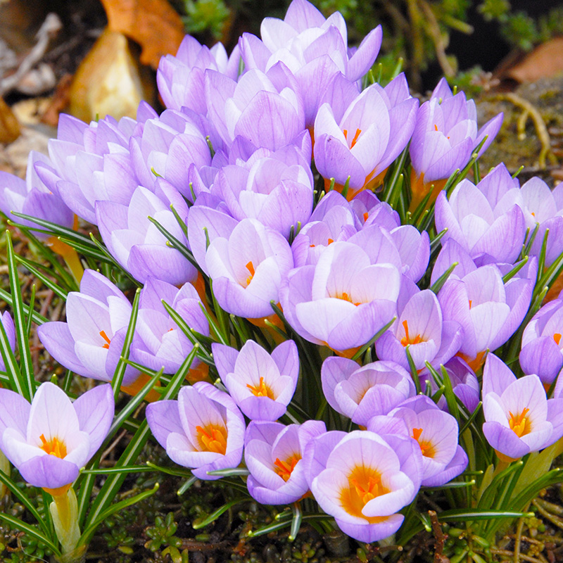 Crocus sieberi Firefly 5/+ , à 100